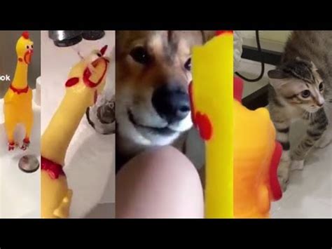 Best rubber chicken memes Compilation - YouTube