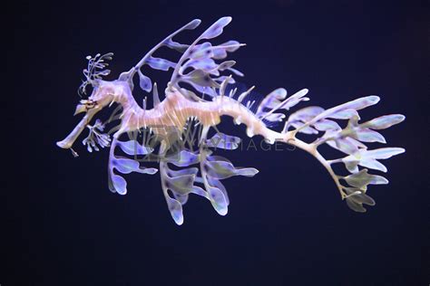 Leafy seadragon by tapper11 Vectors & Illustrations with Unlimited Downloads - Yayimages