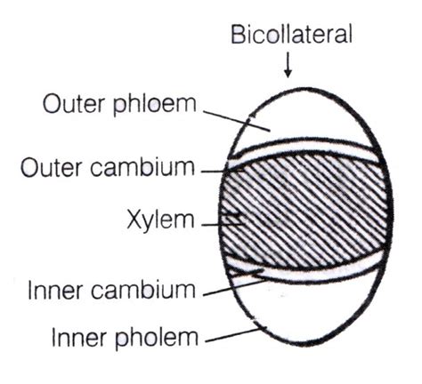 Diagram Of Vascular Bundle