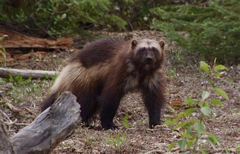 Why won't wolverines cross the road? | Canadian Geographic