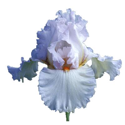 Iris Bouquet Flowers – Beautiful Flower Arrangements and Flower Gardens