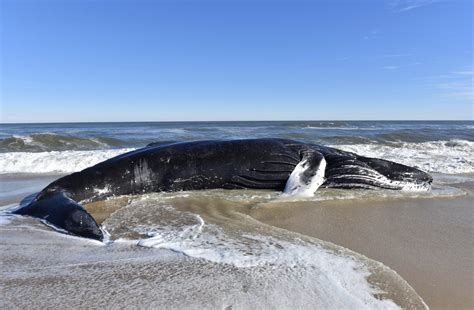 Are wind farms killing whales? We think so. - Animals Today Radio