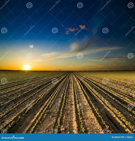 Sunset Over Field of Green Soya Bean Stock Image - Image of nature ...