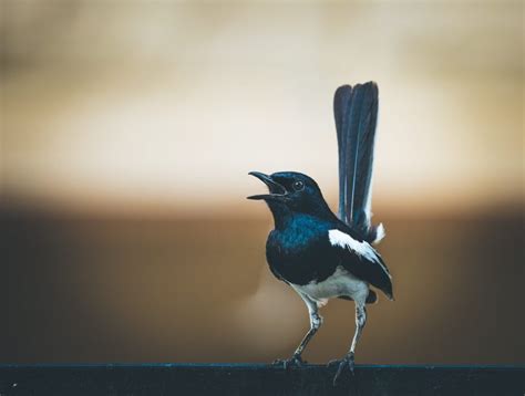 Magpie Symbolism & Meaning (+Totem, Spirit & Omens) | World Birds