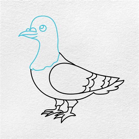 Pigeon Head Drawing