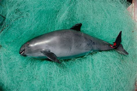 Vaquita porpoises may still recover—but only if illegal fishing ends now