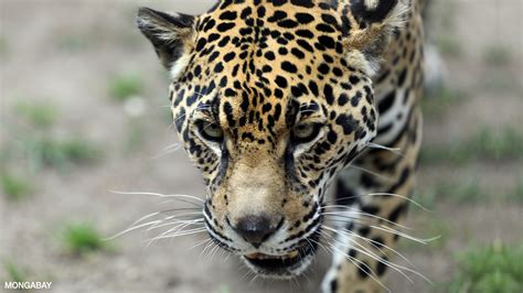 Amazon Rainforest Animals Adaptations List