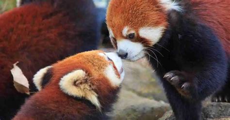 Red Panda Behavior - AnimalBehaviorCorner