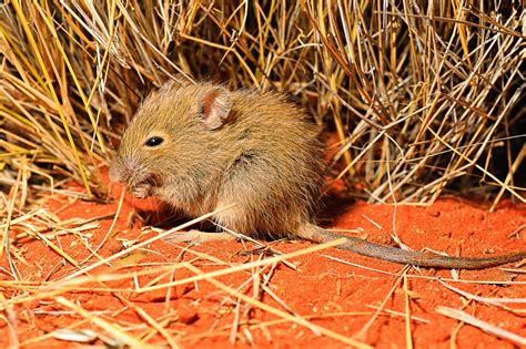 Feral threat greater than climate change - The University of Sydney