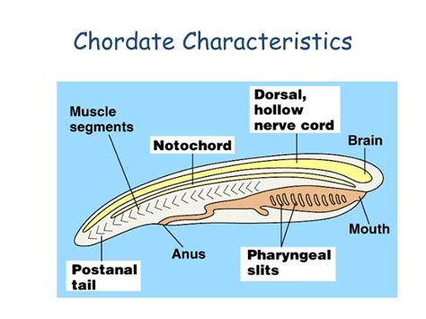 PPT - Chordate Characteristics PowerPoint Presentation - ID:1824789