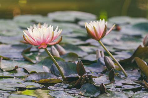 Pond Plants - Bernaville Nurseries