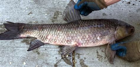 Black Carp Bounty Leads to Discovery in Illinois River | AsianCarp.us