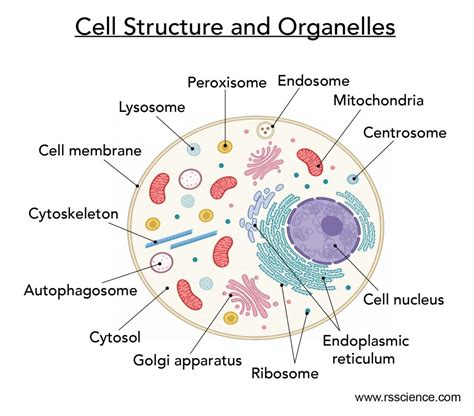 Animal Cell Structure Parts And Functions / What S Inside An Animal Cell Cell Structure And ...