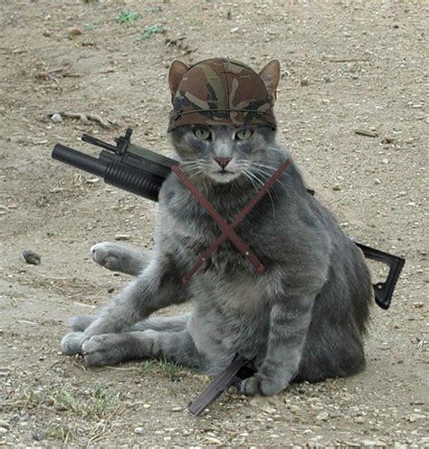 Army Cat by crazyhobo on DeviantArt