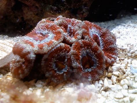 Bright orange Acanthastrea lordhowensis in ReefInABox Beta… | Flickr