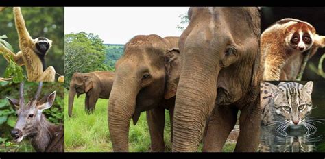 WELCOME TO THE MONDULKIRI ELEPHANT & WILDLIFE SANCTUARY: | Wildlife ...