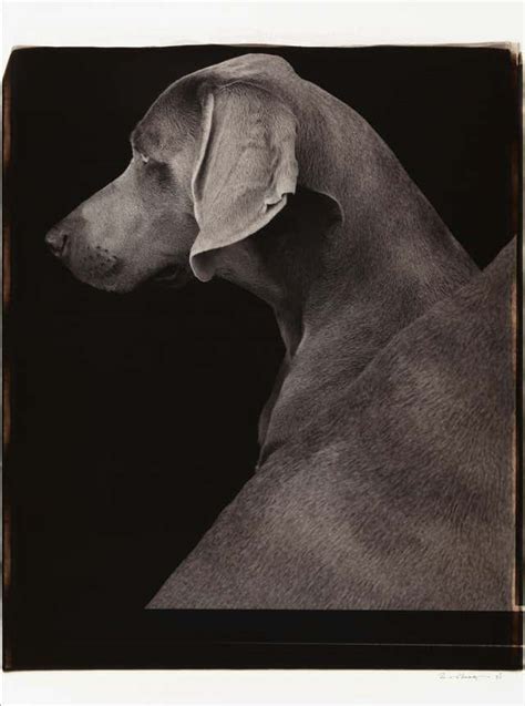 William Wegman - Modelling School - William Wegman (Colour Photography) at 1stDibs | william ...