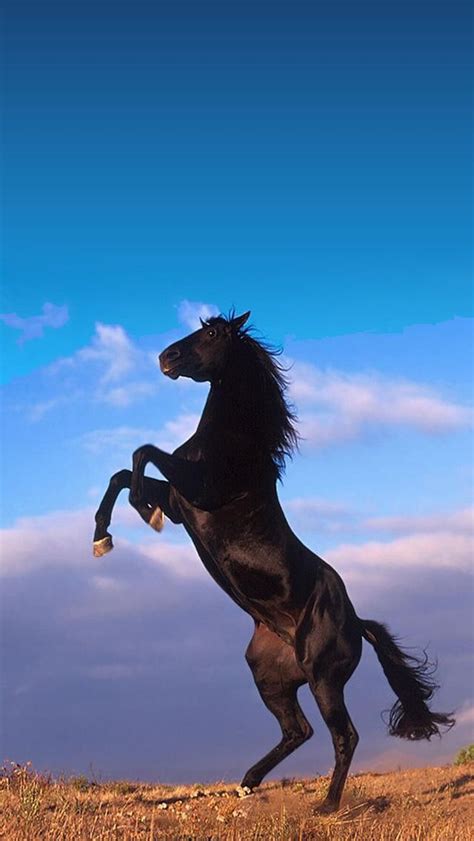 40 Gambar Wallpaper Hd Black Horse terbaru 2020 - Miuiku