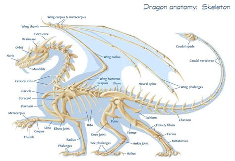 #european #dragon #anatomy Wing Anatomy, Dragon Anatomy, Mythological ...