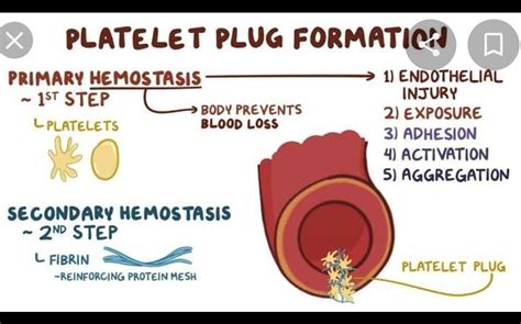 Explain platelet plug formation