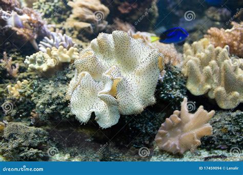 Tropical seaweed stock photo. Image of clear, aquatic - 17459094