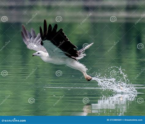 An Image White Bellied Sea Eagle Stock Image - Image of bellied, white: 272380569