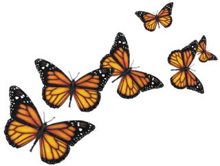 Transparent Butterfly Images Hd - bmp-ultra