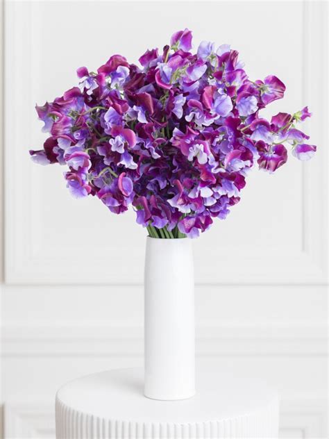 Purple Japanese Sweet Pea | Ode à la Rose