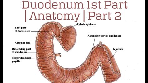 Duodenum 1st Part | Anatomy | Part 2 - YouTube