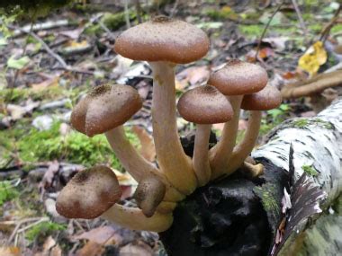 Honey Mushroom Identification: Pictures, Habitat, Season & Spore Print ...