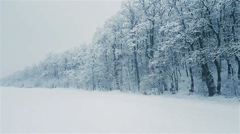 Snow Forest Photos, Download The BEST Free Snow Forest Stock Photos ...