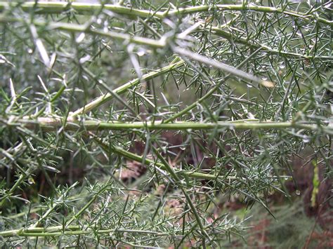 Gorse identification and control: Ulex europaeus - King County