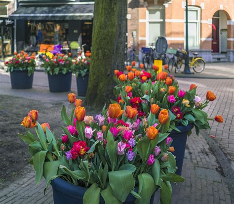 Tulip Festival in Amsterdam - GDA - Global DMC Alliance