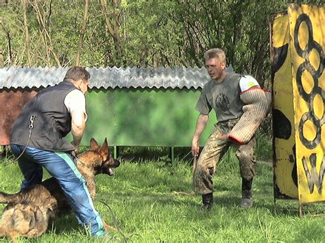 How to Train a Guard Dog for Personal Protection (Five Tips) - PetHelpful