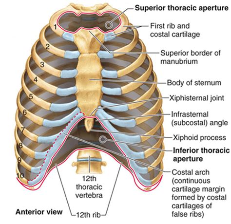 Diagram Rib Cage With Organs / Rib Cage | Thoracic vertebrae, Thoracic ...