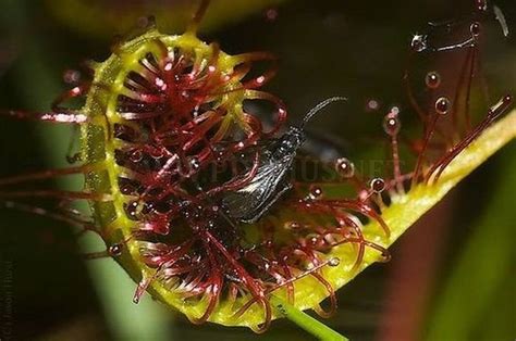 Insect-Eating Plants | Animals