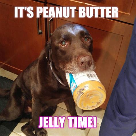 It's peanut butter jelly time! #ChuckietheChocolateLab #TeamChuckie #dogmemes #cuteanimals #pea ...