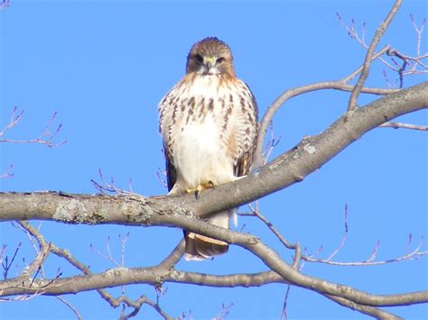 Timothy's Nature Photography www.facebook.com/ellistimphotography: Juvenile Red-tailed Hawk