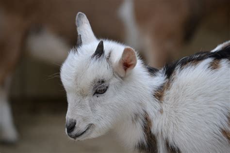 Free Images : kid, cute, wildlife, zoo, mammal, fauna, mountain goat, close up, goats ...