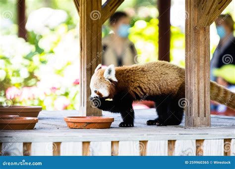 Adorable Red Panda Eating from a Bowl Stock Image - Image of sunny ...