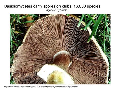 PPT - Phylum Zygomycetes Example is bread mold. Only 665 species PowerPoint Presentation - ID ...