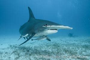 Great Hammerhead Shark Photo, Great Hammerhead Shark photos, Natural History Photography