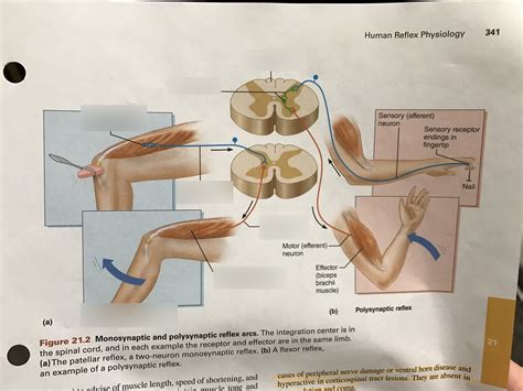 Figure 21.2 Monosynaptic and Polysynaptic Reflex Arcs Diagram | Quizlet