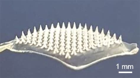 Microneedle Patch Delivers COVID-19 Vaccine | Technology Networks