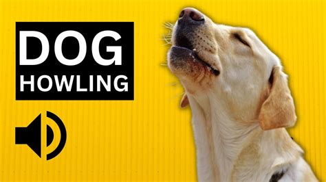 Dog Howling Sound to make your Dog Howl HD Sound Effect - YouTube