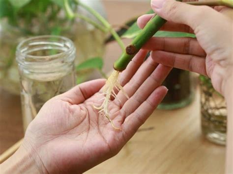 How To Propagate Plants From Cuttings - Easy & Rewarding!