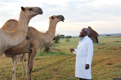 African Camel Health Study