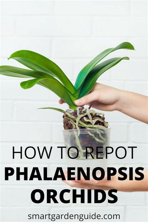 How to repot orchids. in 2020 | Orchid plant care, Orchids garden, Phalaenopsis orchid care