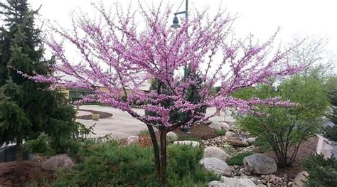 17 Types of Redbud Trees: Leaves, Flowers (Pictures) - Identification