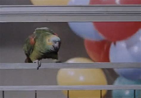Dancing Parrot GIFs - Find & Share on GIPHY